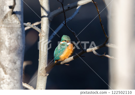 A kingfisher perched on a branch, aiming for a fish 122502110