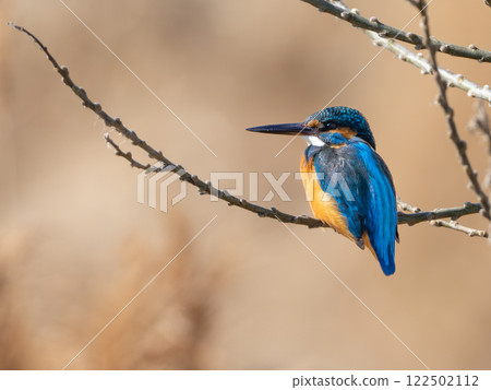 一隻翠鳥棲息在樹枝上，瞄準一條魚 122502112
