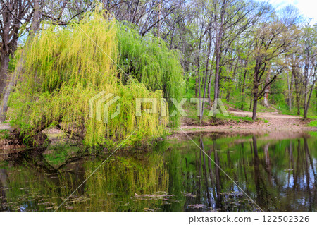 Weeping willow tree or Babylon willow (Salix Babylonica) on a shore of lake 122502326
