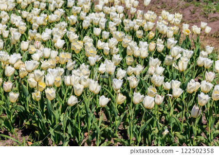 Large flowerbed of white tulips in the park at spring Large flowerbed of white tulips in the park at spring 122502358