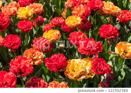 Beautiful double tulips on flowerbed in a garden 122502360