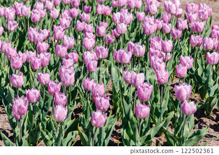 Large flowerbed of beautiful tulips in the park at spring 122502361