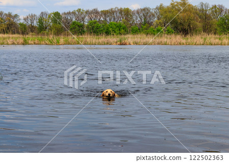 Cute labrador retriever puppy swimming in a river 122502363