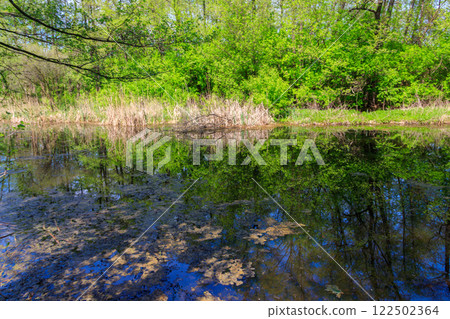 Small river in the forest at summer 122502364