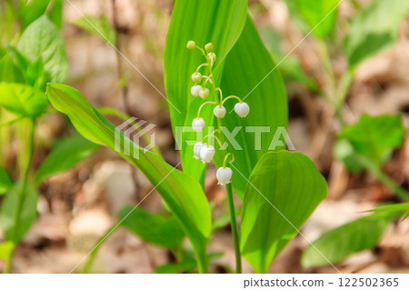 Lily of the valley (Convallaria majalis) white flowers in forest at spring Lily of the valley (Convallaria majalis) white flowers in forest at spring 122502365