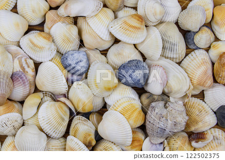 Background of the sea shells. Summer vacation concept 122502375