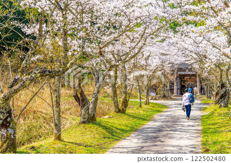 Kayabe Shrine: Cherry blossoms blooming in spring on the approach to the shrine, torii gate and Zuishinmon Gate 9, Maniwa City, Okayama Prefecture Kayabe Shrine: Cherry blossoms blooming in spring on the approach to the shrine, torii gate and Zuishinmon Gate 9, Maniwa City, Okayama Prefecture 122502480