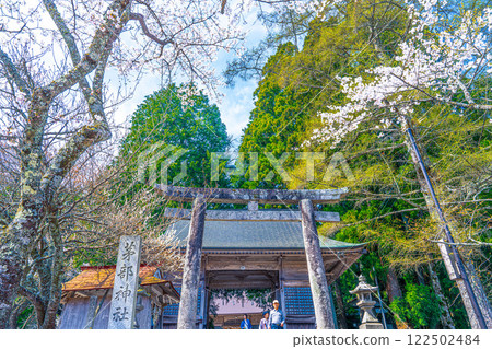 Kayabe Shrine: Cherry blossoms blooming in spring on the approach to the shrine, torii gate and Zuishinmon Gate 5, Maniwa City, Okayama Prefecture Kayabe Shrine: Cherry blossoms blooming in spring on the approach to the shrine, torii gate and Zuishinmon Gate 5, Maniwa City, Okayama Prefecture 122502484