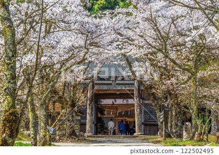 茅部神社:岡山縣真庭市參道、鳥居、隨神門1號處春季盛開的櫻花 茅部神社:岡山縣真庭市參道、鳥居、隨神門1號處春季盛開的櫻花 122502495