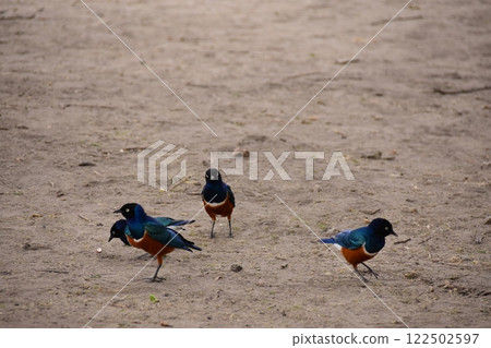 A starling descends to the ground to search for food. 122502597