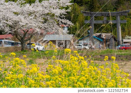 茅部神社:春天櫻花盛開的參道和大鳥居 3,岡山縣真庭市 茅部神社:春天櫻花盛開的參道和大鳥居 3,岡山縣真庭市 122502734