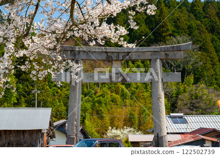 茅部神社:春天櫻花盛開的參道和大鳥居門 8,岡山縣真庭市 茅部神社:春天櫻花盛開的參道和大鳥居門 8,岡山縣真庭市 122502739