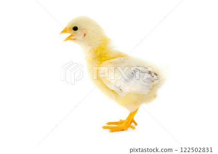 Newborn Chicken 122502831