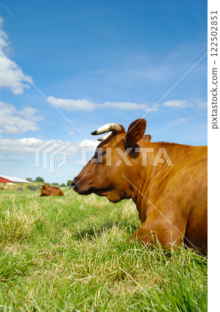 Resting cow 122502851