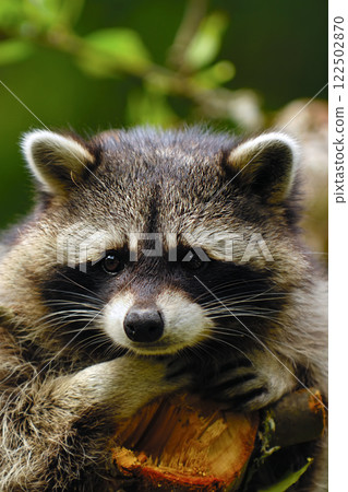 Sad raccoon 122502870