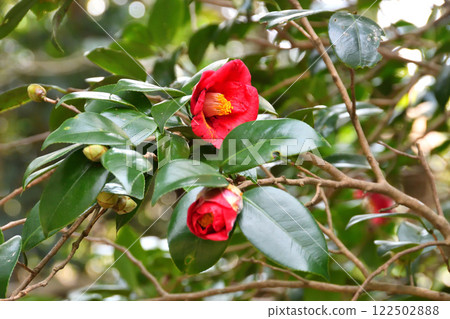 Camellia japonica, Camellia bush, Camellia, Camellia 122502888