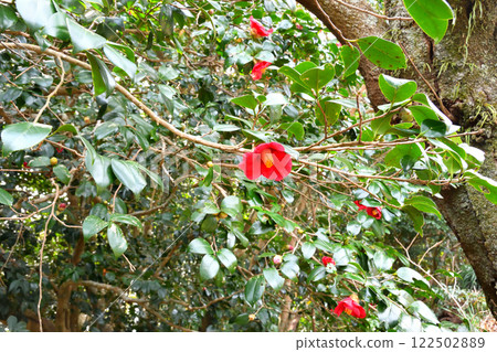山茶花、山茶花叢、山茶花、山茶花 122502889