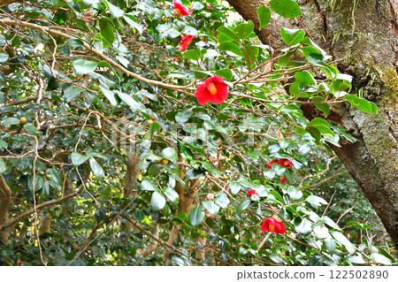 山茶花、山茶花叢、山茶花、山茶花 122502890