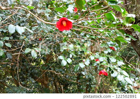 山茶花、山茶花叢、山茶花、山茶花 山茶花、山茶花叢、山茶花、山茶花 122502891