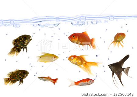 Many aquarium fish 122503142