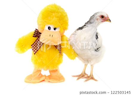 Chicken and toy duck 122503145