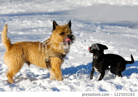 Two dogs in snow 122503183