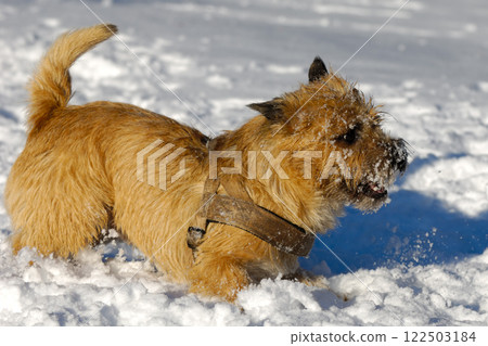 Dog in snow Dog in snow 122503184