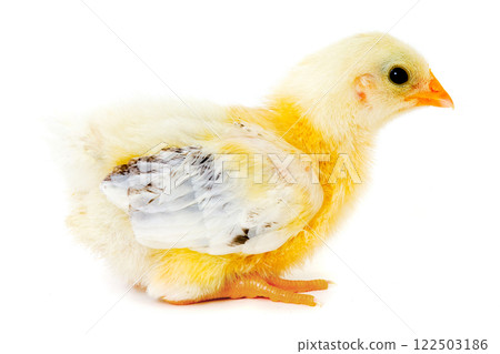 Chicken baby Chicken baby 122503186