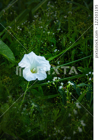 White bindweed White bindweed 122503195