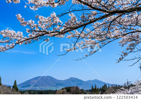 Somei-yoshino cherry blossoms and Hiruzen Sanza 8 seen from Kayabe Shrine, Maniwa City, Okayama Prefecture 122503414