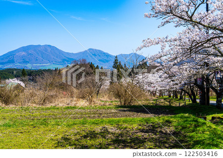 從岡山縣真庭市茅部神社觀賞的染井吉野櫻花和蒜山三座 6 122503416