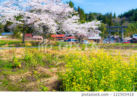 茅部神社：春天櫻花盛開的參道和大鳥居 岡山縣真庭市 9 122503418