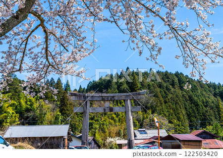 Kayabe Shrine: Cherry blossoms blooming in spring along the approach and large torii gate 1, Maniwa City, Okayama Prefecture Kayabe Shrine: Cherry blossoms blooming in spring along the approach and large torii gate 1, Maniwa City, Okayama Prefecture 122503420