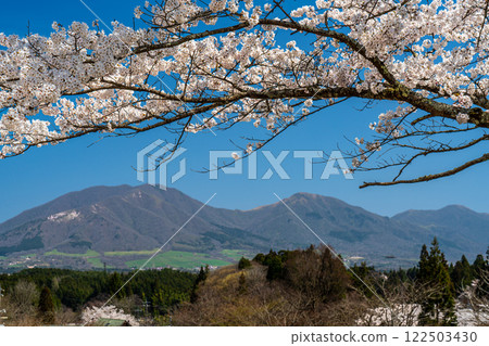 Somei-yoshino cherry blossoms and the Hiruzen Sanzakura 1 seen from Kayabe Shrine, Maniwa City, Okayama Prefecture Somei-yoshino cherry blossoms and the Hiruzen Sanzakura 1 seen from Kayabe Shrine, Maniwa City, Okayama Prefecture 122503430
