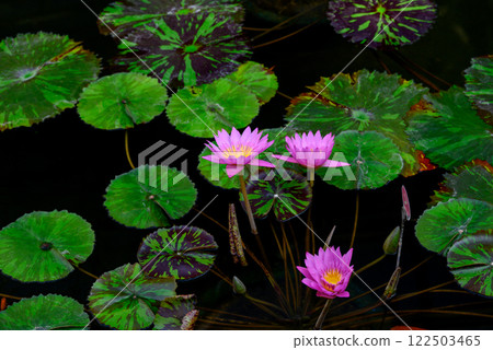 漂浮在水錶面上的紫色荷花 122503465