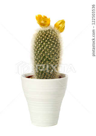 cactus 122503536
