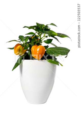 Pepper plant 122503537
