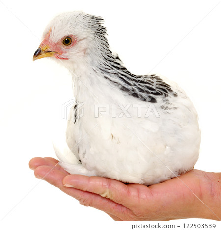 Chicken in hand 122503539