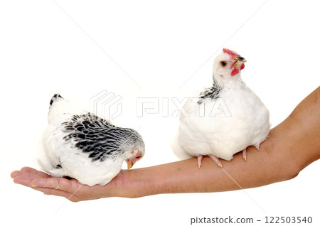 Chickens sitting on arm 122503540