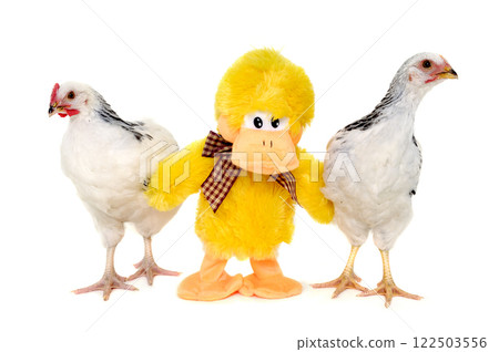 Chickens and toy duck 122503556