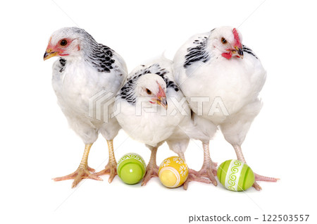 Chickens and easter eggs 122503557