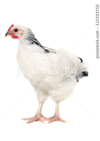 Hen isolated on white background Hen isolated on white background 122503558