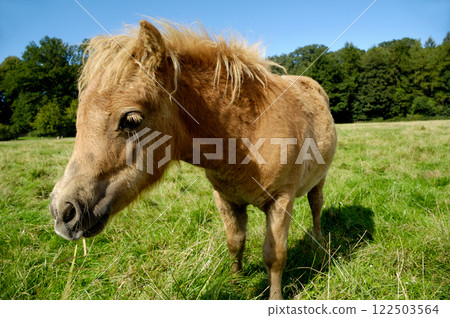 Foal is eating grass Foal is eating grass 122503564