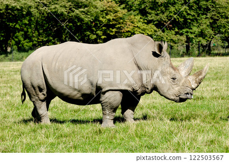 Rhinoceros 122503567