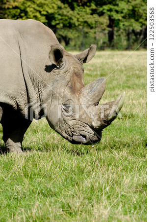Rhinoceros Rhinoceros 122503568