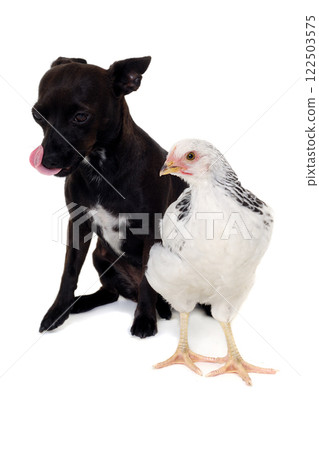 Puppy dog and chicken 122503575