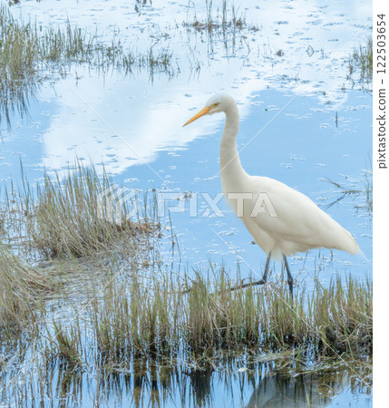 雲南騰沖濕地白鷺 122503654