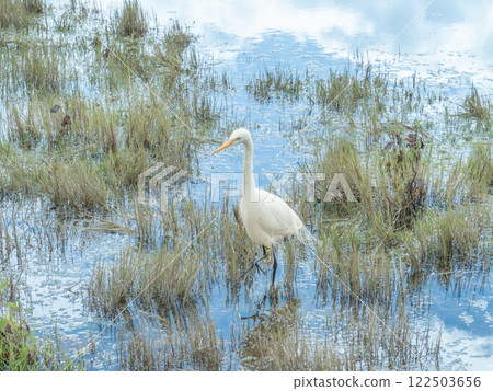 Egrets in Tengchong Wetland, Yunnan 122503656