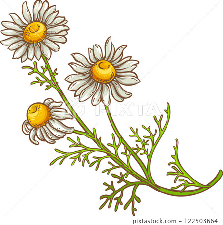 Chamomile Plant with Flowers Colored Detailed Illustration. Essential oil ingredient for cosmetics, spa, aromatherapy, health care, alternative medicine. Chamomile Plant with Flowers Colored Detailed Illustration. Essential oil ingredient for cosmetics, spa, aromatherapy, health care, alternative medicine. 122503664