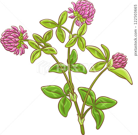 Clover Plant with Flowers Colored Detailed Illustration. 122503665